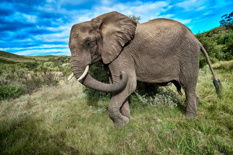 - Elephant - by Ulf Portnoff