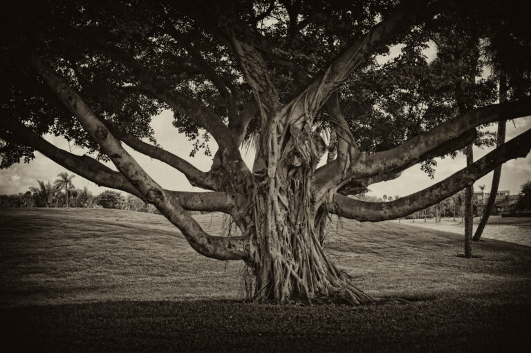 - Florida Tree - by Ulf Portnoff