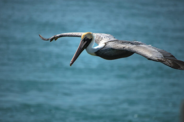 - Pelican Flight - by Ulf Portnoff