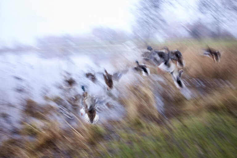 - Flying Ducks - by Ulf Portnoff