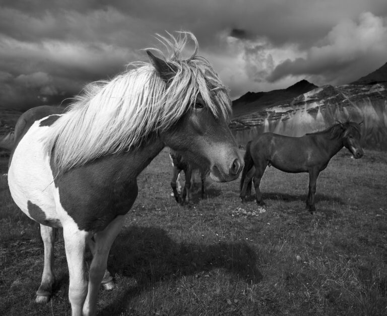 - Icelandic Horses - by Ulf Portnoff