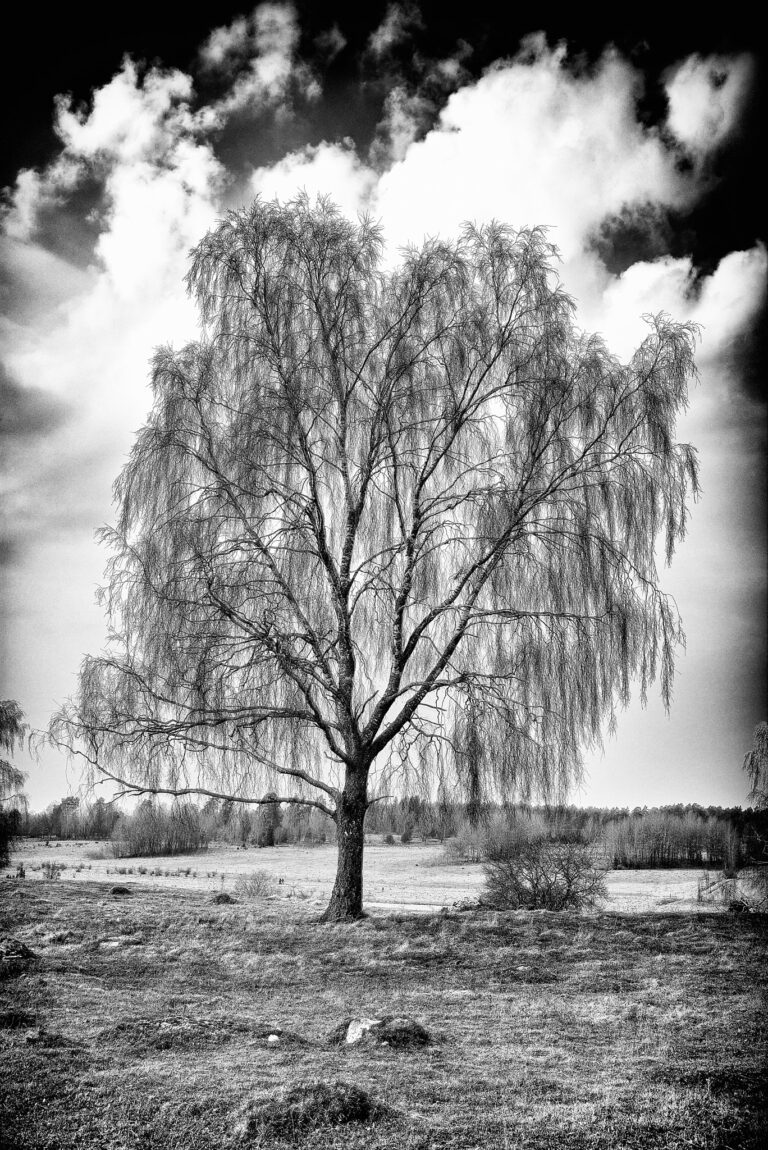 - Hanging Birch - by Ulf Portnoff